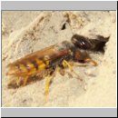 Philanthus triangulum - Bienenwolf 006.jpg